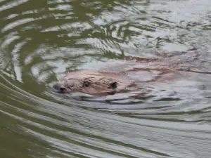 Menno 02 - Bever 02